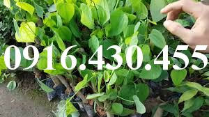 Cây giống bồ khai